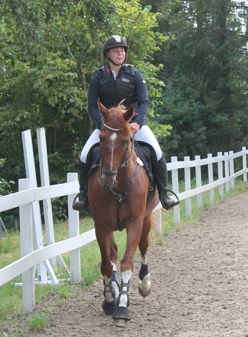 Dansk Varmblod Lucky-Lee <3 <3 billede 31