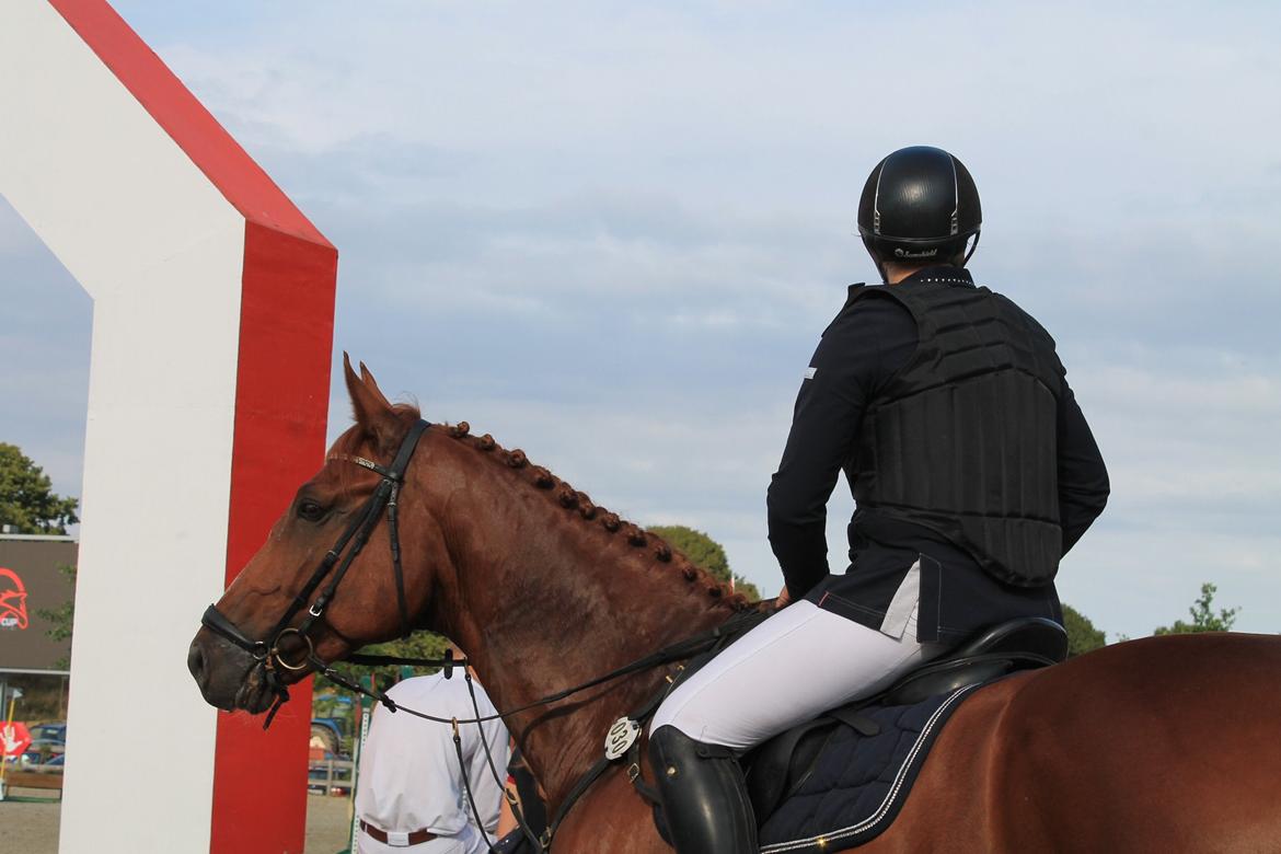 Dansk Varmblod Lucky-Lee <3 <3 billede 32