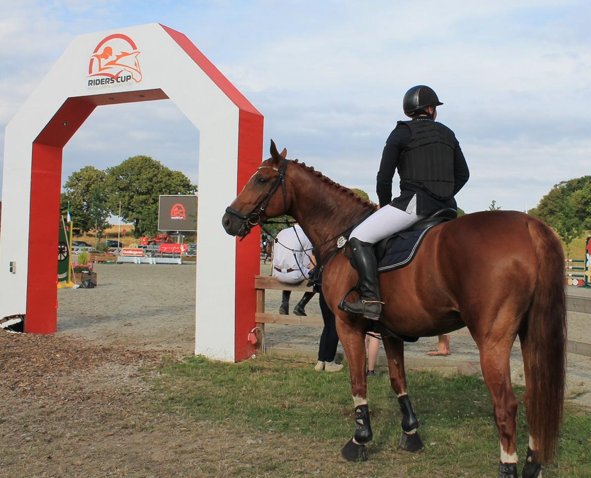 Dansk Varmblod Lucky-Lee <3 <3 billede 35