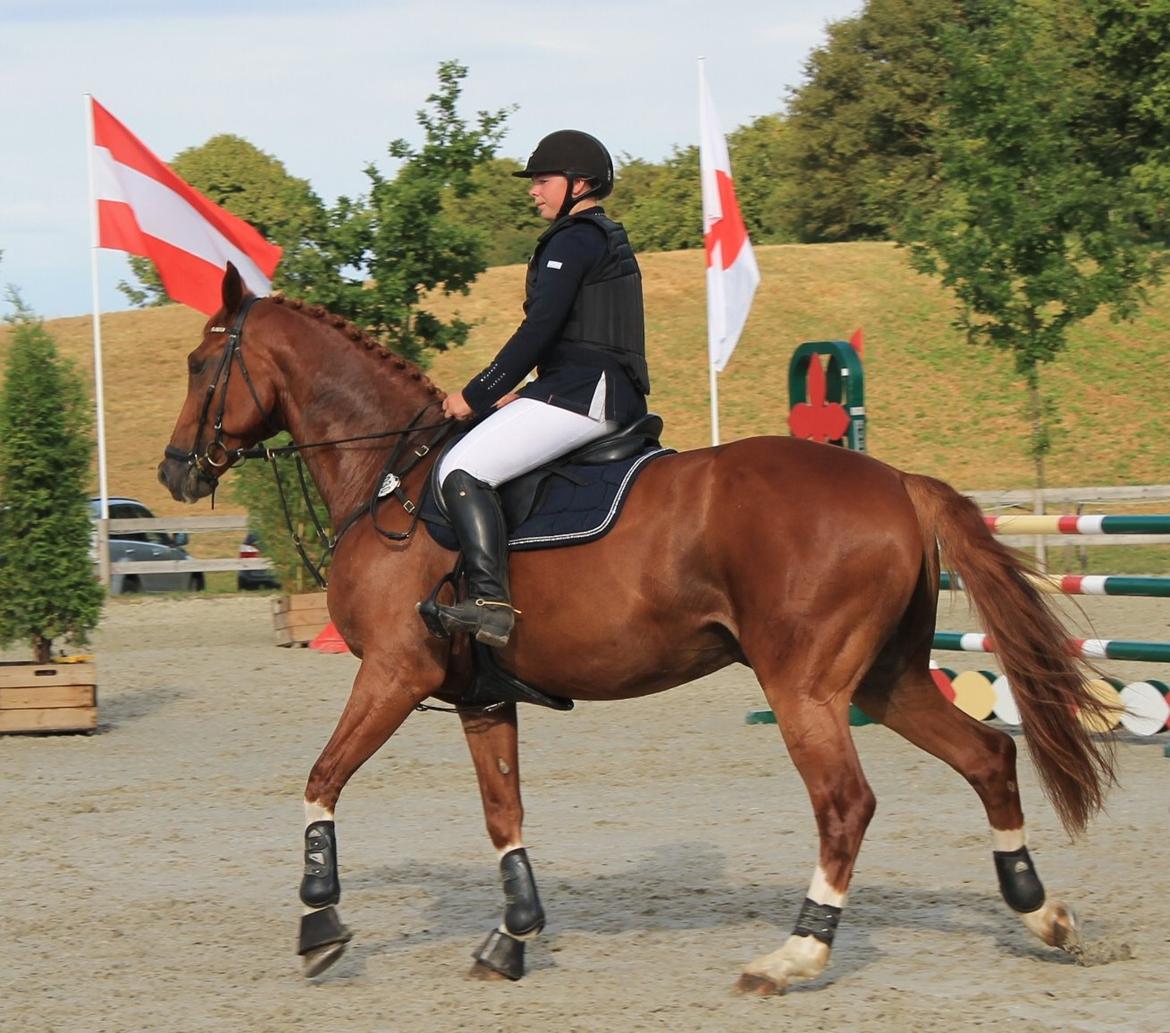 Dansk Varmblod Lucky-Lee <3 <3 billede 34