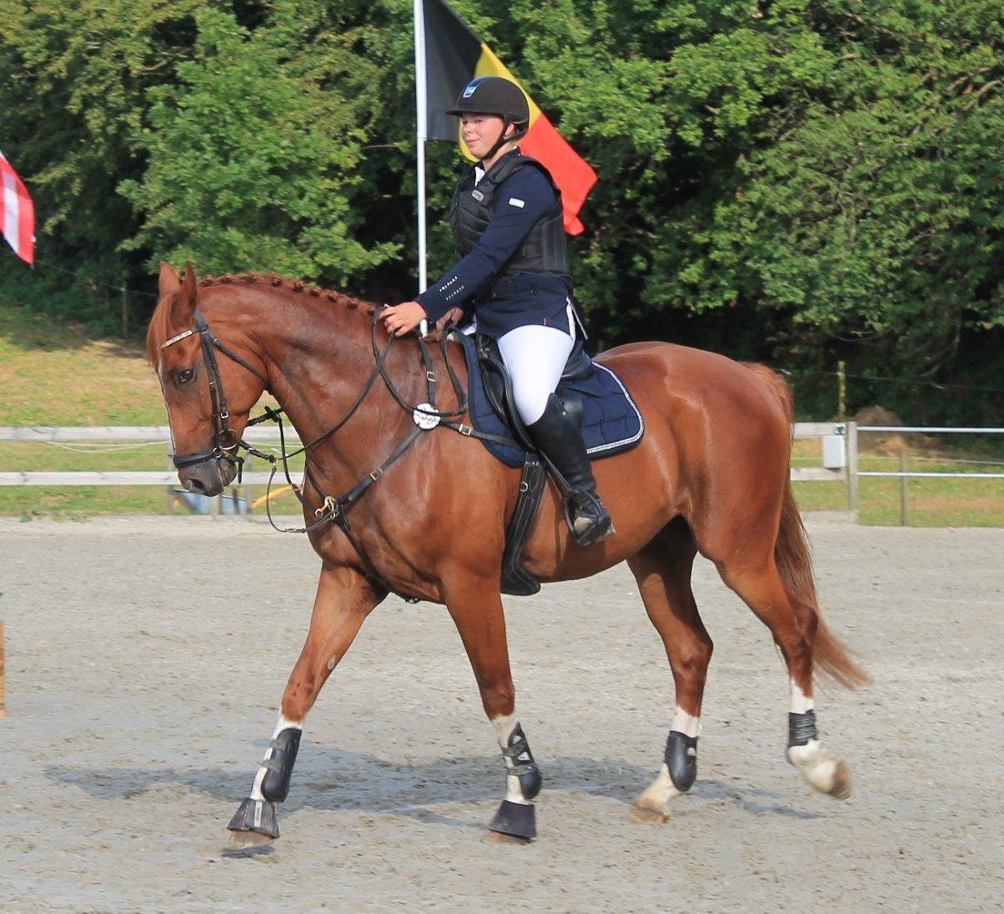 Dansk Varmblod Lucky-Lee <3 <3 billede 33