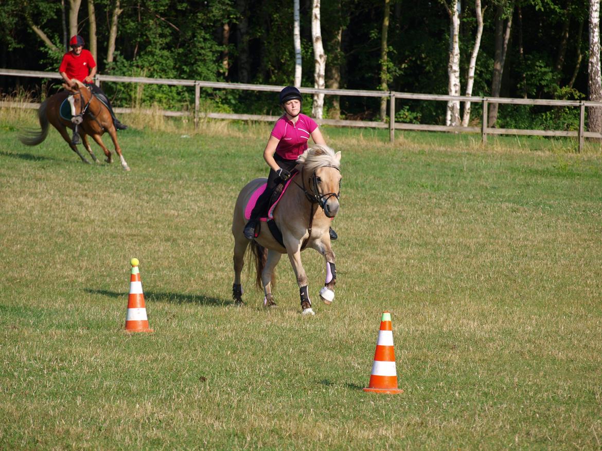 Fjordhest Ronja *Runte Trunte* - Fuld fart fremad billede 10