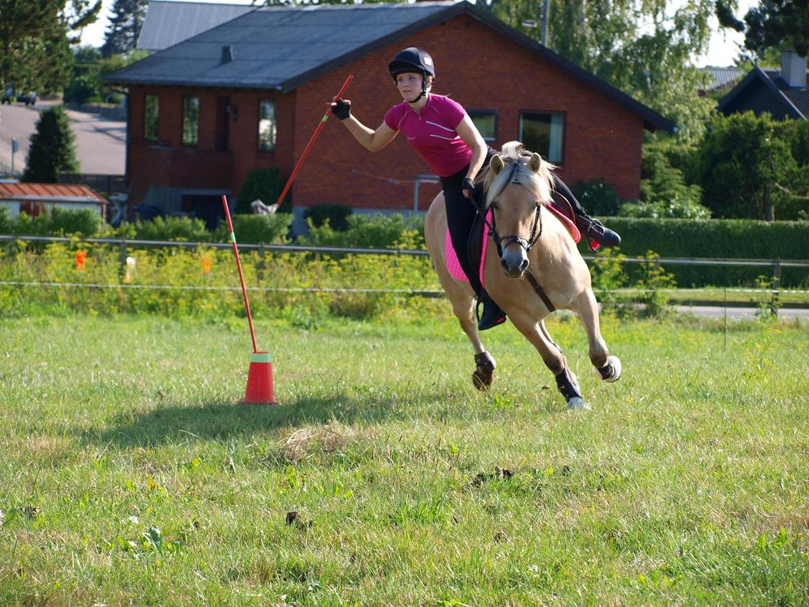 Fjordhest Ronja *Runte Trunte* - Jaja det ligner hun skal til at vælte men det var hun slet ikke tæt på billede 12