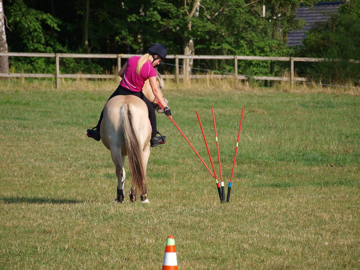 Fjordhest Ronja *Runte Trunte* - Når enden er god er alting godt billede 13