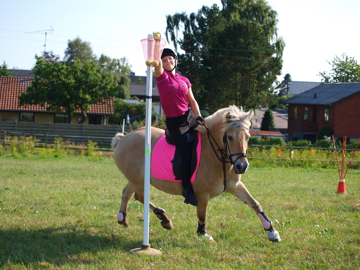 Fjordhest Ronja *Runte Trunte* billede 11