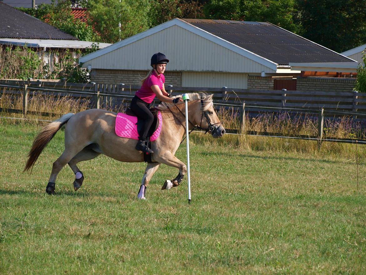 Fjordhest Ronja *Runte Trunte* - konsentration  billede 14
