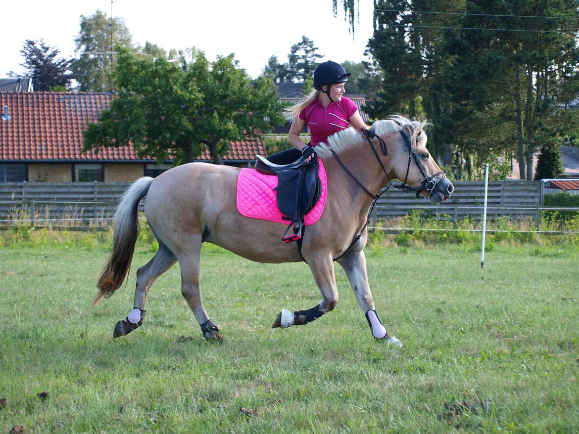 Fjordhest Ronja *Runte Trunte* - så godt billed hvor jeg hopper af utroligt at jeg faktisk kan se glad ud når jeg rider billede 16