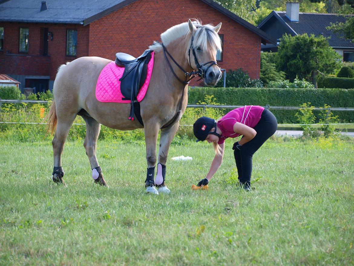 Fjordhest Ronja *Runte Trunte* - Hun står pænt og venter og gør sig klar til at løbe væk fra mig :-)  billede 17