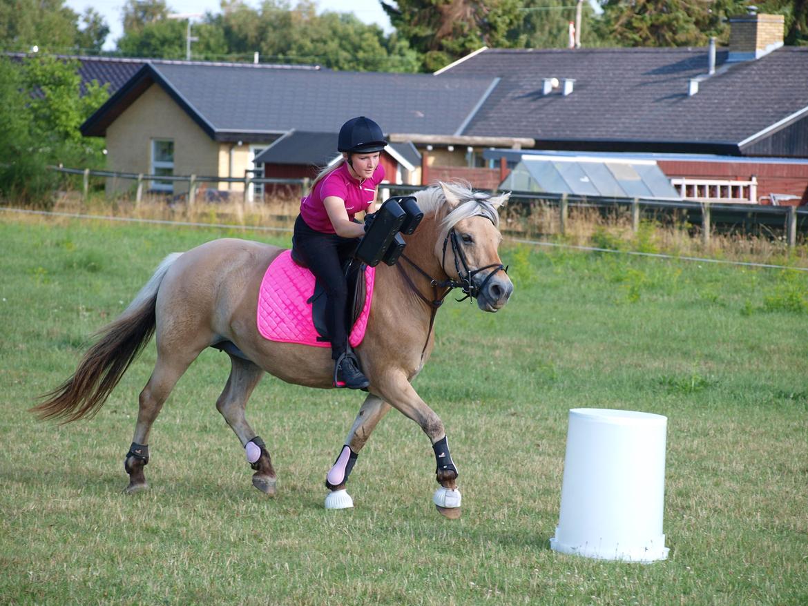 Fjordhest Ronja *Runte Trunte* billede 15