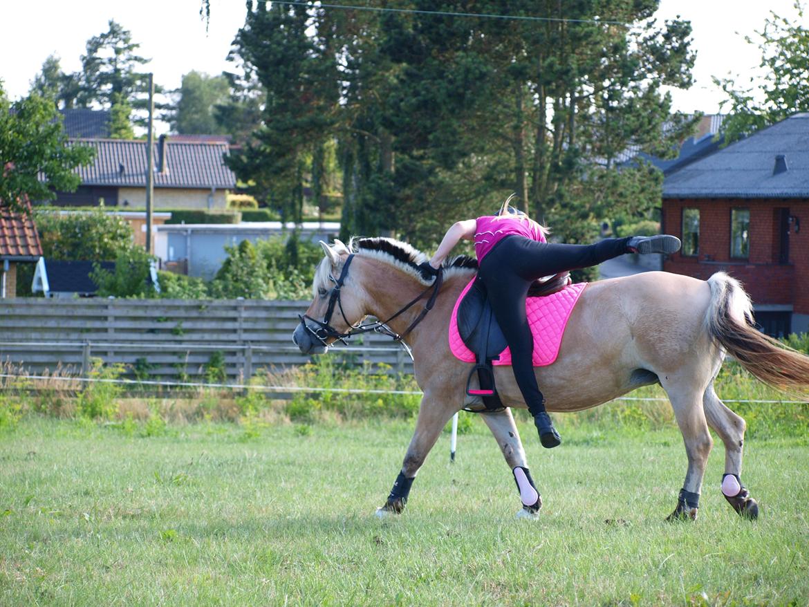Fjordhest Ronja *Runte Trunte* - hop hop billede 18