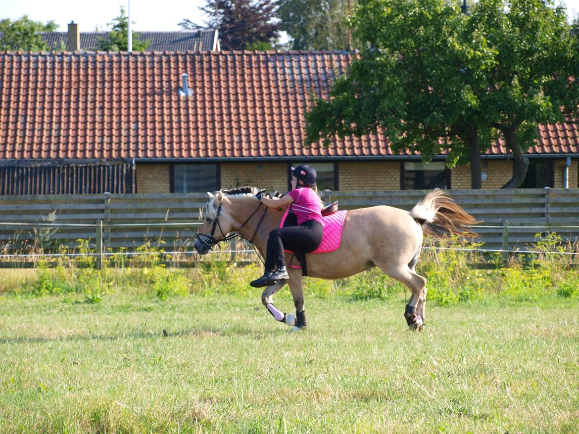Fjordhest Ronja *Runte Trunte* - så sjov som jeg ser ud når jeg hopper billede 19