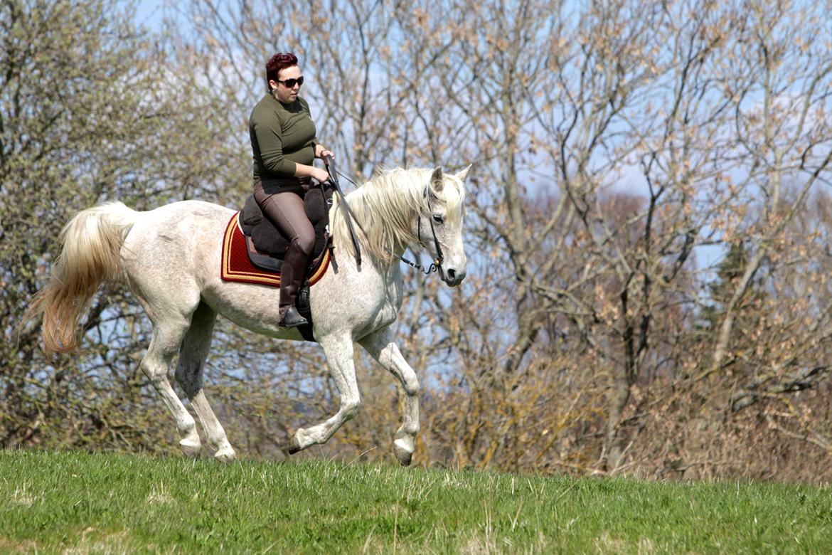 Arabisk fuldblod (OX) Tara Ox Nowita billede 3