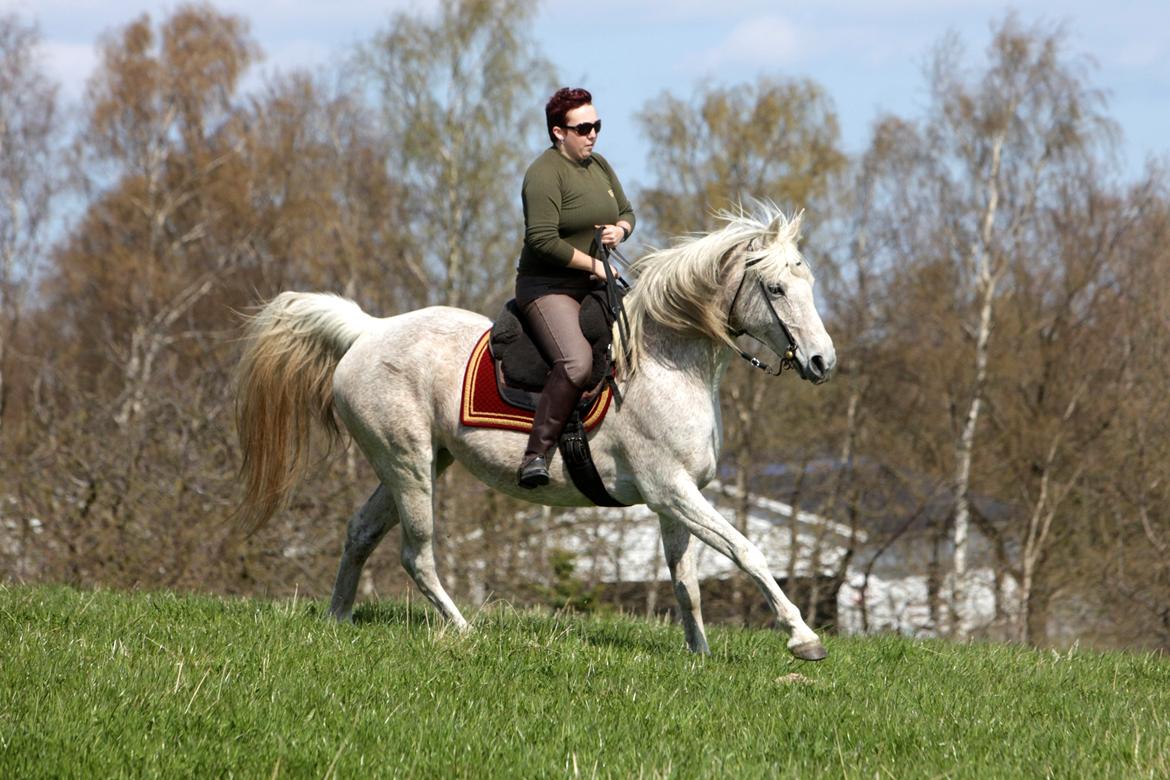 Arabisk fuldblod (OX) Tara Ox Nowita billede 4