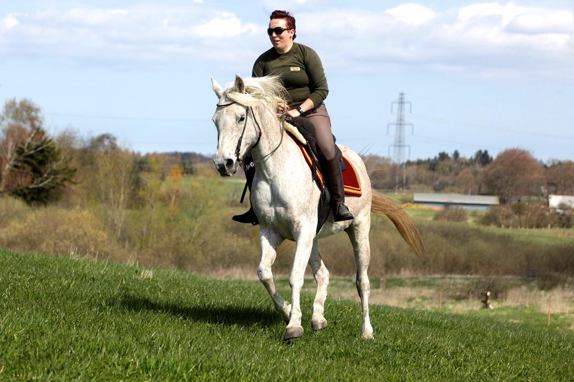 Arabisk fuldblod (OX) Tara Ox Nowita billede 1