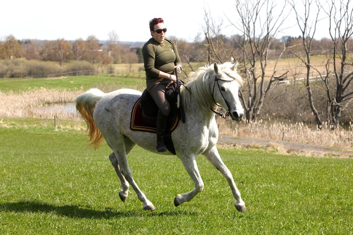 Arabisk fuldblod (OX) Tara Ox Nowita billede 6