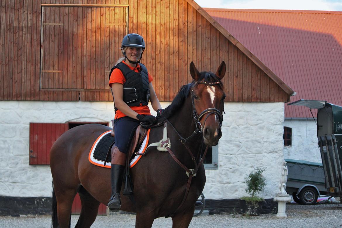 Dansk Varmblod - Whithney Mårsø (B-hest) - Min dejlige hest <3 billede 2