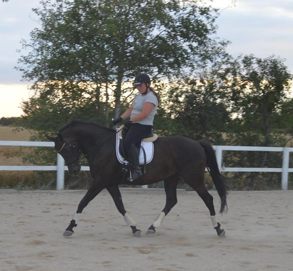 Dansk Varmblod Denise - Undervisning d. 31.7.2014 Fotograf: Kine Storbæk billede 11