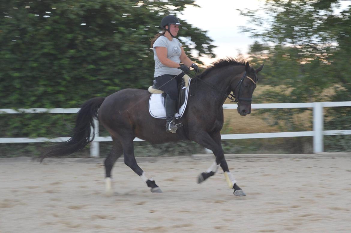 Dansk Varmblod Denise - Undervisning d. 31.7.2014 Fotograf: Kine Storbæk billede 7