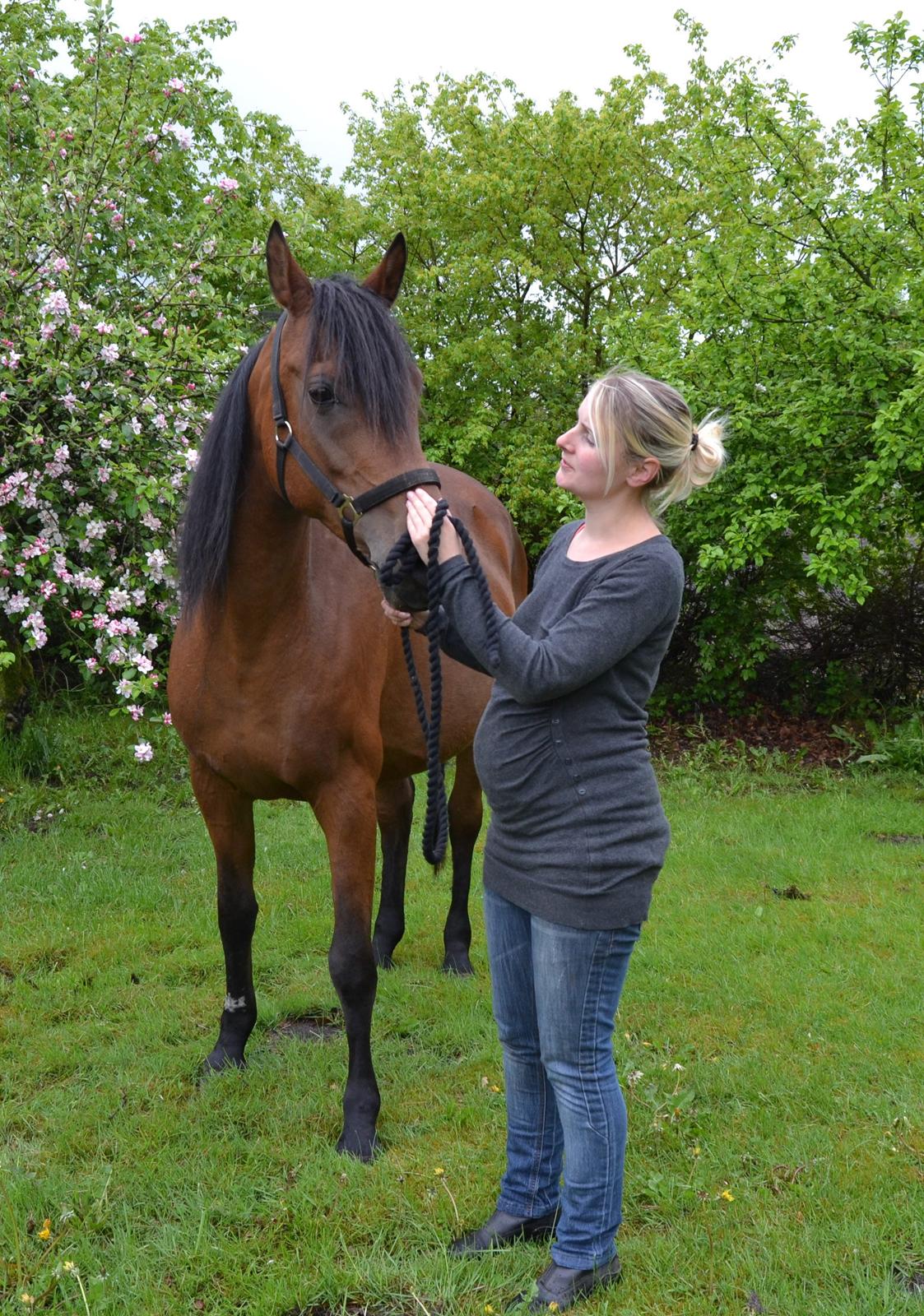 Arabisk fuldblod (OX) Copacabana - To tykke trunter billede 20