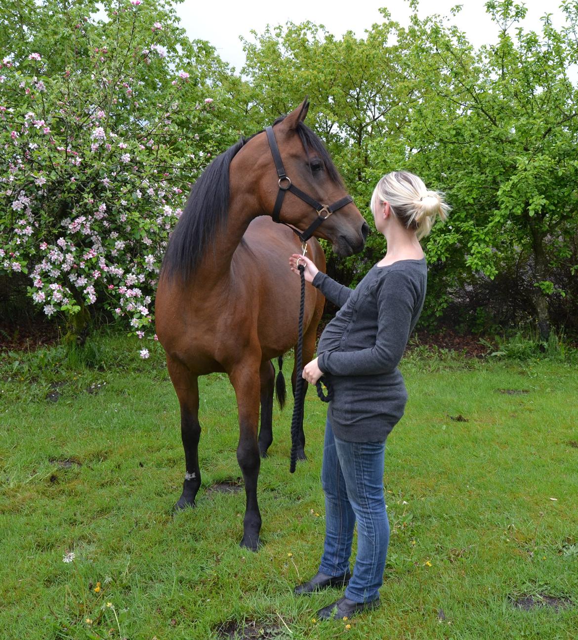 Arabisk fuldblod (OX) Copacabana billede 21