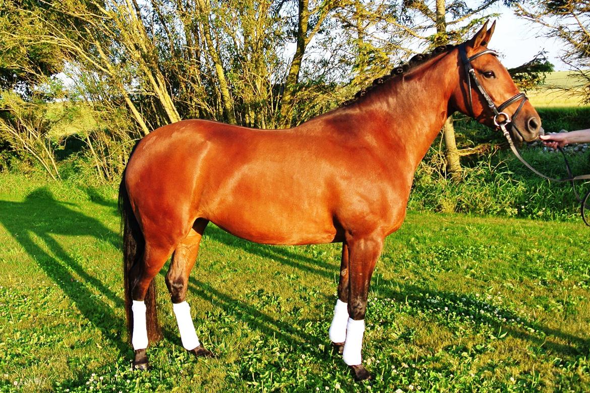 DSP BIRKELUND'S FLAMME billede 2