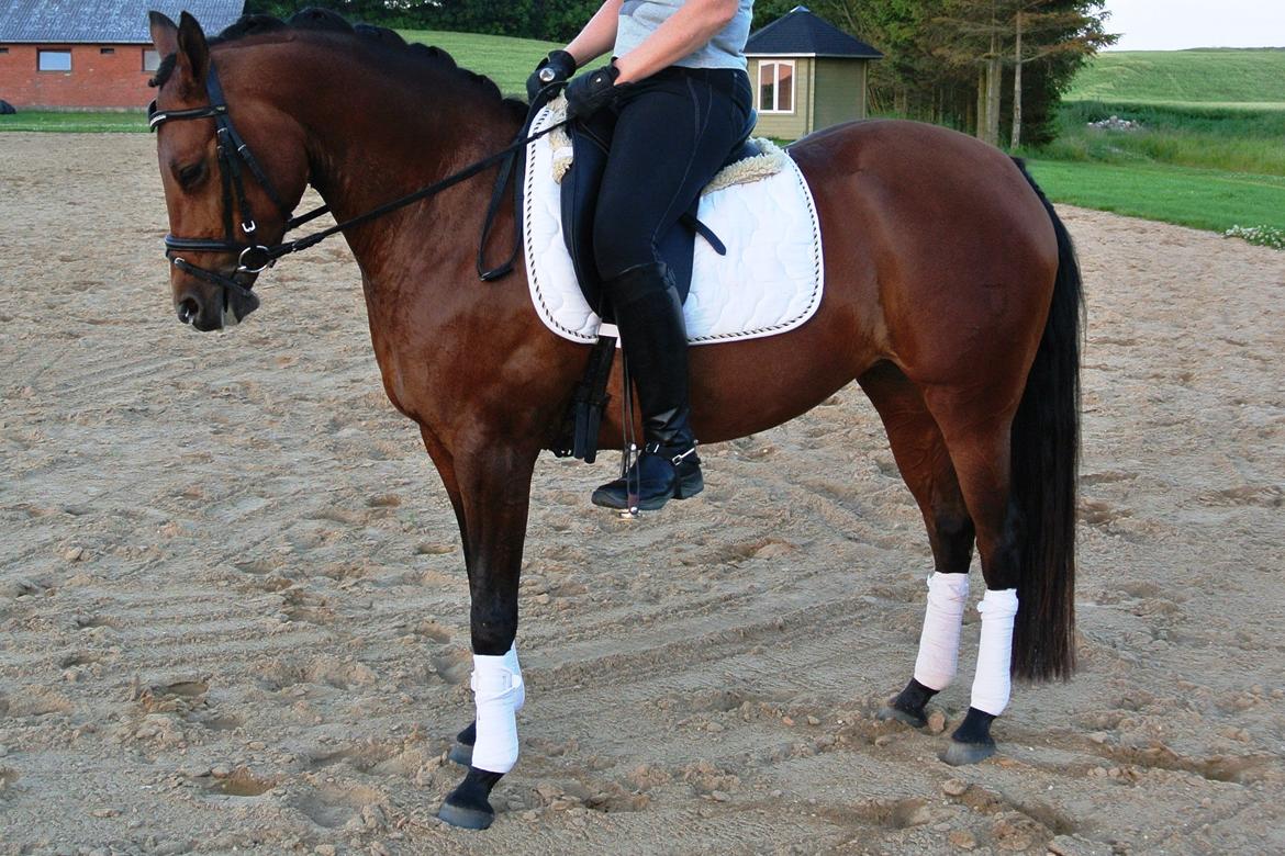 DSP BIRKELUND'S FLAMME billede 9