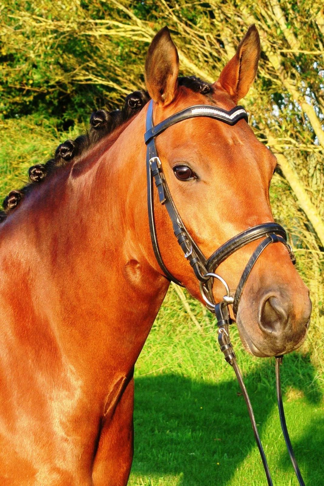 DSP BIRKELUND'S FLAMME billede 1