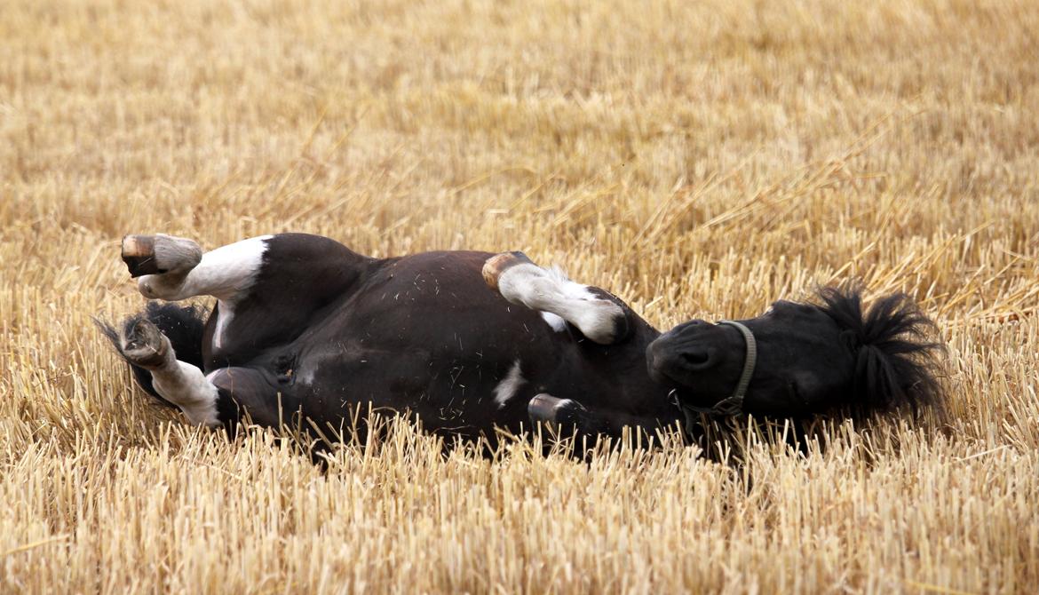 Anden særlig race Pusle billede 49