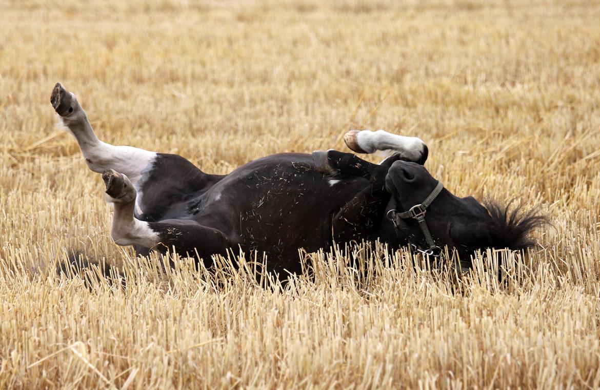 Anden særlig race Pusle billede 21