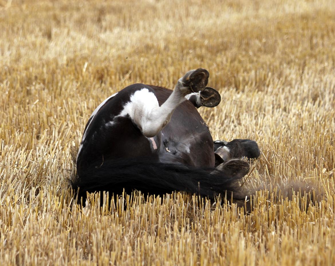 Anden særlig race Pusle billede 20