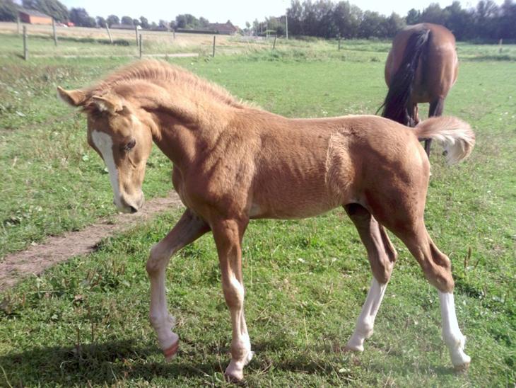 {{currentPhoto.altText}} billede {{currentPhoto.number}}