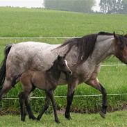 Welsh Pony af Cob-type (sec C) Bjerregårds Paulowa