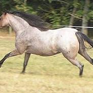 Welsh Pony af Cob-type (sec C) Bjerregårds Paulowa