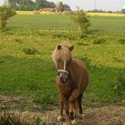 Shetlænder La Luna Fighter (solgt),: