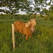 Shetlænder La Luna Fighter (solgt),: