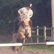 Anden særlig race Vesterhedelunds Seiko Boy