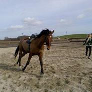 Dansk Varmblod Landwinds Lumé