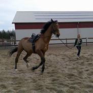 Dansk Varmblod Landwinds Lumé