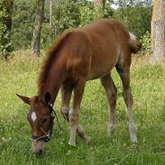 Anden særlig race Karim