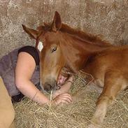Anden særlig race Karim