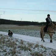 Fjordhest Emma 