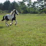 Tinker Lady Lasair