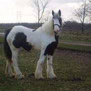 Tinker Lady Lasair