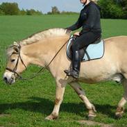 Fjordhest Lasse R.I.P.