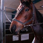 Anden særlig race Chery *Solgt*