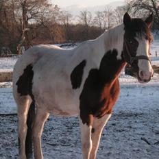 Pinto Chopstick R.I.P