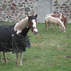 Pinto Chopstick R.I.P