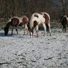 Pinto Chopstick R.I.P