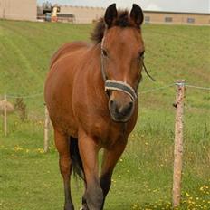 New Forest Blue Bell  †