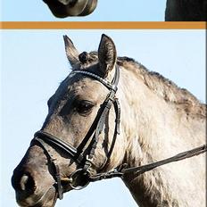 Anden særlig race Bailey - kidnappet  ;D